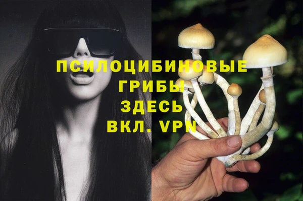 прущие грибы Нефтекумск
